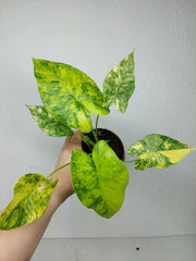 Alocasia Gageana Aurea Variegata