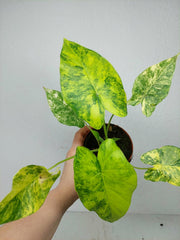 Alocasia Gageana Aurea Variegata