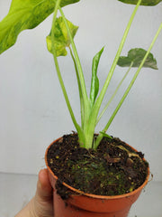 Alocasia Gageana Aurea Variegata