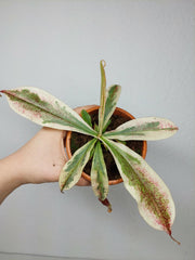 Nepenthes Viking x Ampullaria Variegata