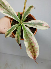Nepenthes Viking x Ampullaria Variegata