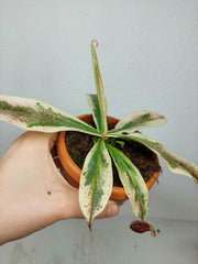 Nepenthes Viking x Ampullaria Variegata