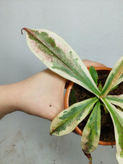 Nepenthes Viking x Ampullaria Variegata