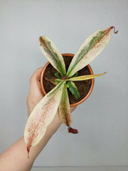Nepenthes Viking x Ampullaria Variegata