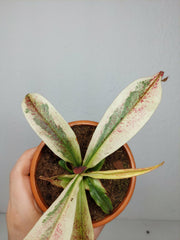 Nepenthes Viking x Ampullaria Variegata