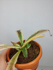 Nepenthes Viking x Ampullaria Variegata