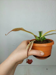 Nepenthes Viking x Ampullaria Variegata