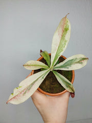 Nepenthes Viking x Ampullaria Variegata