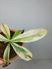 Nepenthes Viking x Ampullaria Variegata