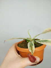 Nepenthes Viking x Ampullaria Variegata