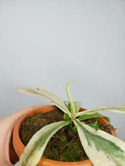 Nepenthes Viking x Ampullaria Variegata