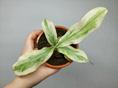 Nepenthes Viking x Ampullaria Variegata