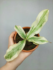 Nepenthes Viking x Ampullaria Variegata