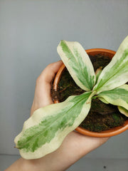 Nepenthes Viking x Ampullaria Variegata