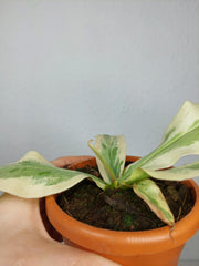 Nepenthes Viking x Ampullaria Variegata