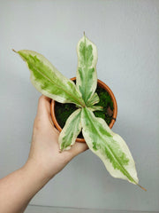 Nepenthes Viking x Ampullaria Variegata
