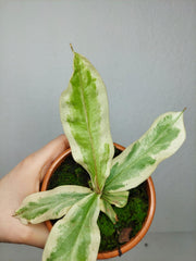 Nepenthes Viking x Ampullaria Variegata