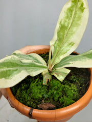 Nepenthes Viking x Ampullaria Variegata