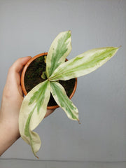 Nepenthes Viking x Ampullaria Variegata