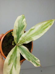 Nepenthes Viking x Ampullaria Variegata