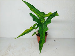 Alocasia Sabrina Aurea Variegata