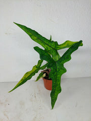 Alocasia Sabrina Aurea Variegata