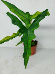 Alocasia Sabrina Aurea Variegata