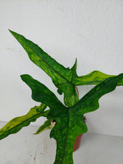 Alocasia Sabrina Aurea Variegata