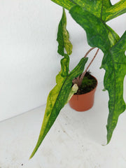 Alocasia Sabrina Aurea Variegata