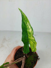 Alocasia Sabrina Aurea Variegata