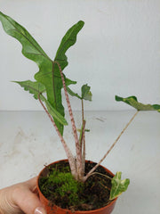 Alocasia Sabrina Aurea Variegata
