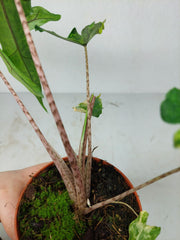 Alocasia Sabrina Aurea Variegata