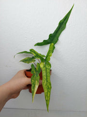 Alocasia Sabrina Aurea Variegata