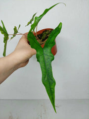 Alocasia Sabrina Aurea Variegata