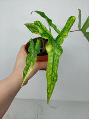 Alocasia Sabrina Aurea Variegata