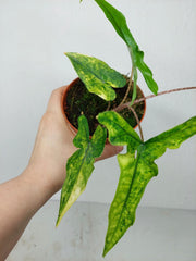 Alocasia Sabrina Aurea Variegata