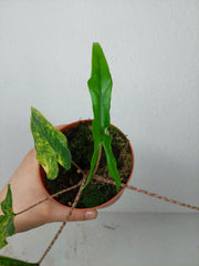 Alocasia Sabrina Aurea Variegata