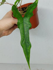 Alocasia Sabrina Aurea Variegata