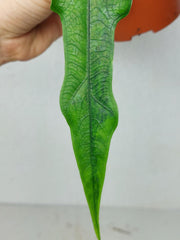 Alocasia Sabrina Aurea Variegata