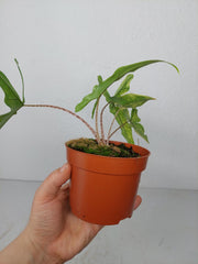 Alocasia Sabrina Aurea Variegata