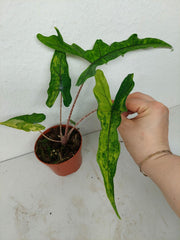 Alocasia Sabrina Aurea Variegata