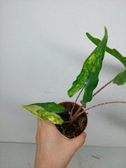 Alocasia Sabrina Aurea Variegata