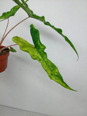 Alocasia Sabrina Aurea Variegata