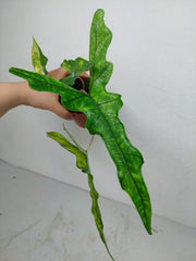 Alocasia Sabrina Aurea Variegata