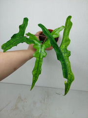 Alocasia Sabrina Aurea Variegata
