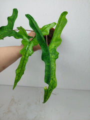 Alocasia Sabrina Aurea Variegata