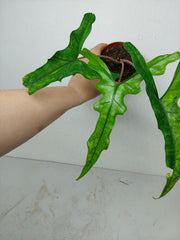 Alocasia Sabrina Aurea Variegata