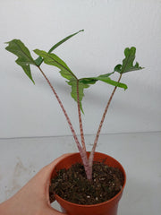 Alocasia Sabrina Aurea Variegata