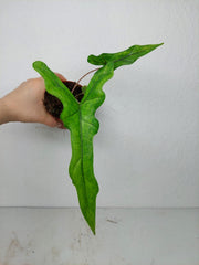 Alocasia Sabrina Aurea Variegata