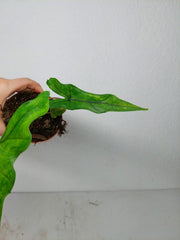 Alocasia Sabrina Aurea Variegata